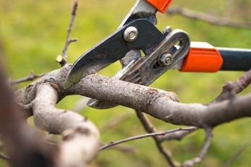 The Importance of Proper Pruning for Tree Health and Longevity main image
